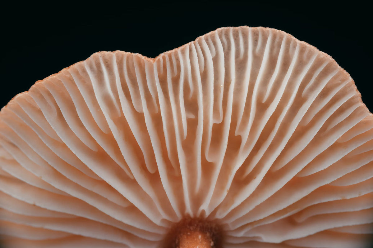 ABOUT US - Mycology Research Laboratories